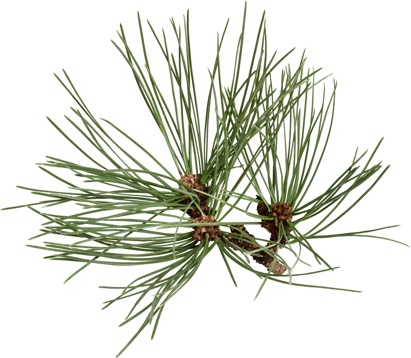 Pine Branch